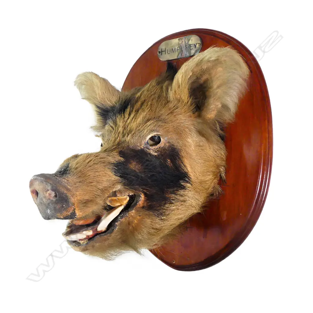 A taxidermy boar's head 'Humphrey', the oval moulded edge back board with name plaque. Provenance: 'Sentenced to death by Barry Crump'. The backboard reverse stamped Noel Guthrie, presumably the taxidermist. Depth 440mm. Image 1++