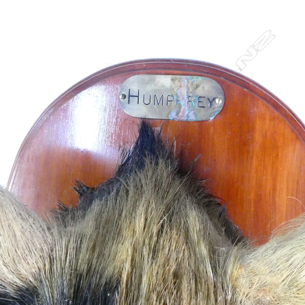 A taxidermy boar's head 'Humphrey', the oval moulded edge back board with name plaque. Provenance: 'Sentenced to death by Barry Crump'. The backboard reverse stamped Noel Guthrie, presumably the taxidermist. Depth 440mm. Image 1++