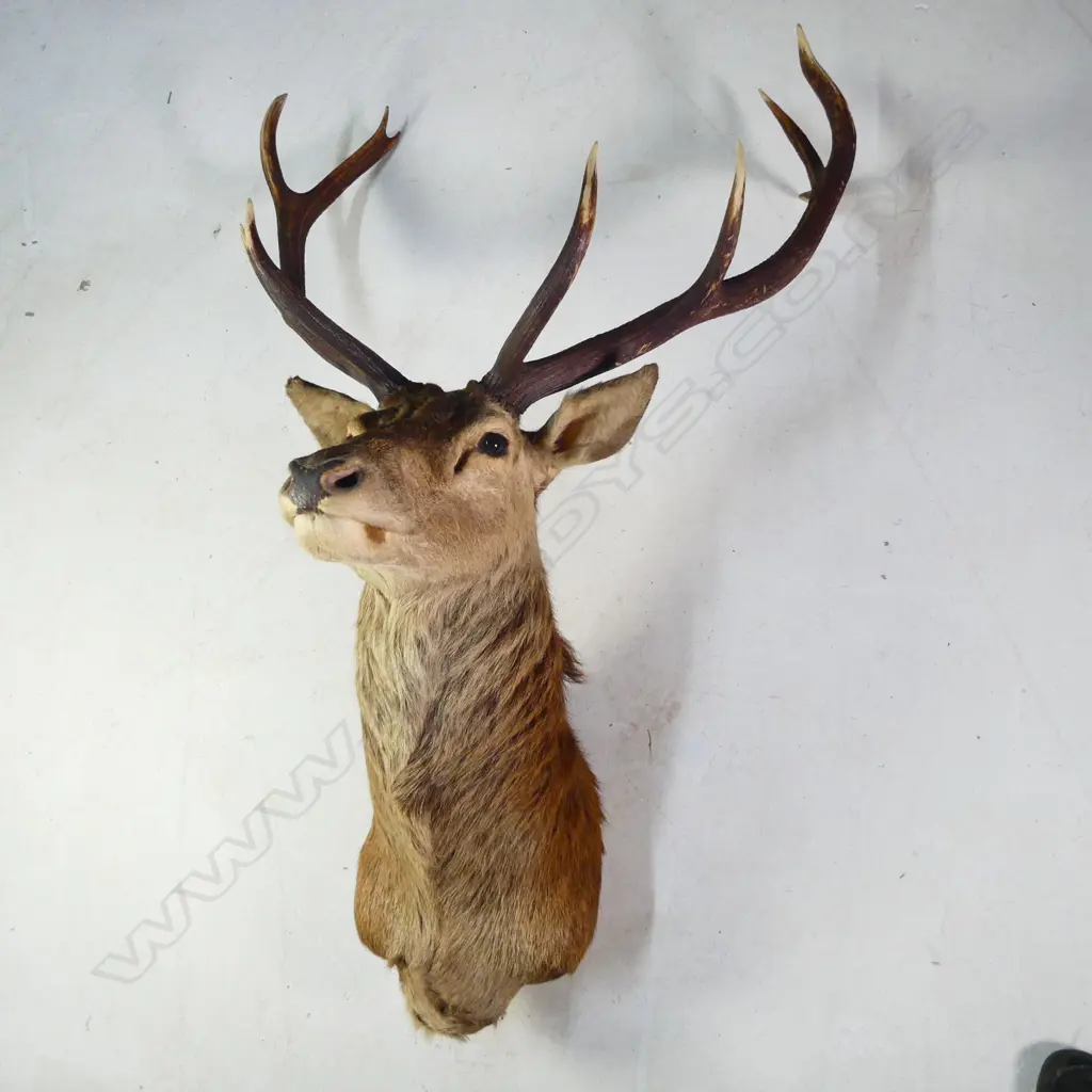 A taxidermy ten pointer red deer head, shoulder mount. W.900mm. Image 1++
