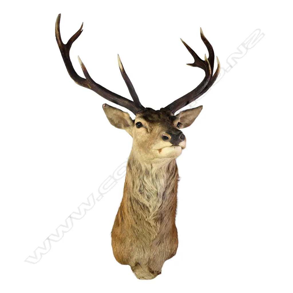 A taxidermy ten pointer red deer head, shoulder mount. W.900mm. Image 1++