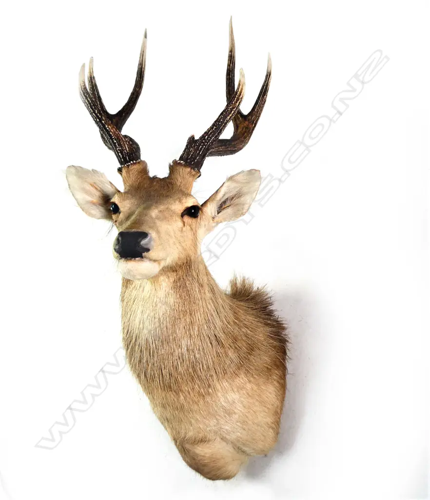 A taxidermy historical rusa stag head, six pointer. W.445mm. L.1200mm. Image 1++