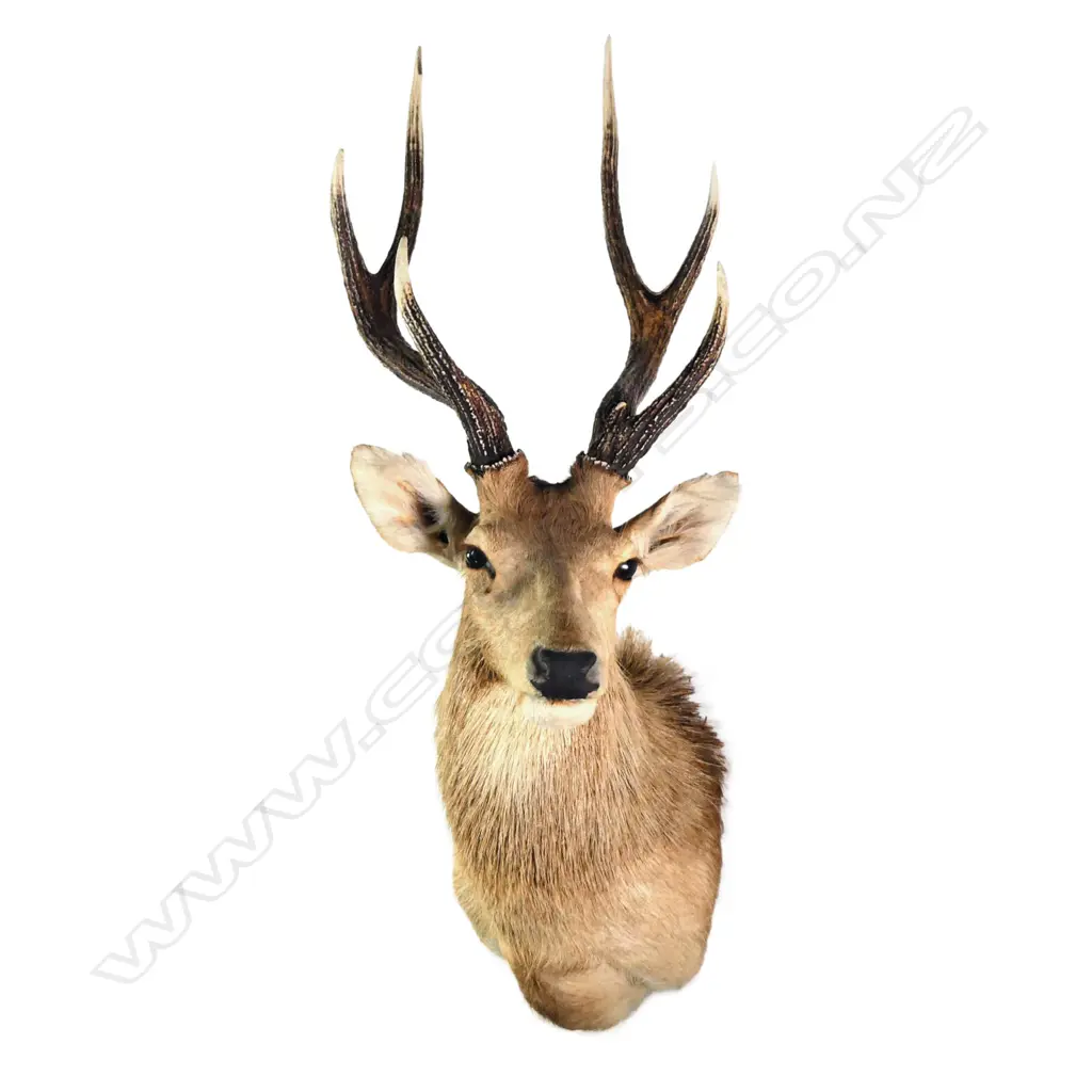 A taxidermy historical rusa stag head, six pointer. W.445mm. L.1200mm. Image 1++