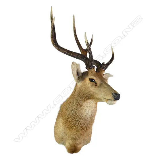 A taxidermy historical rusa stag head, six pointer. W.445mm. L.1200mm.