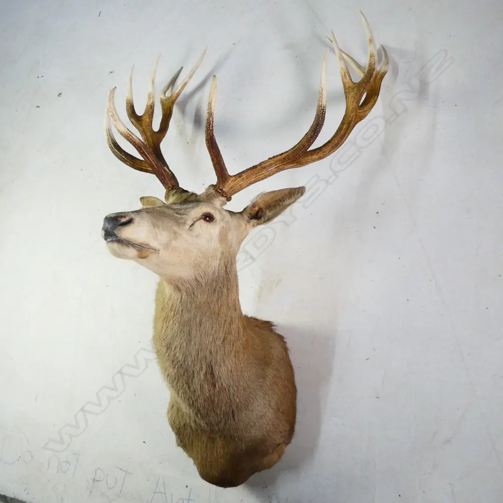 A taxidermy 12 pointer red deer stag head, shoulder mount. W.840mm. Image 1++