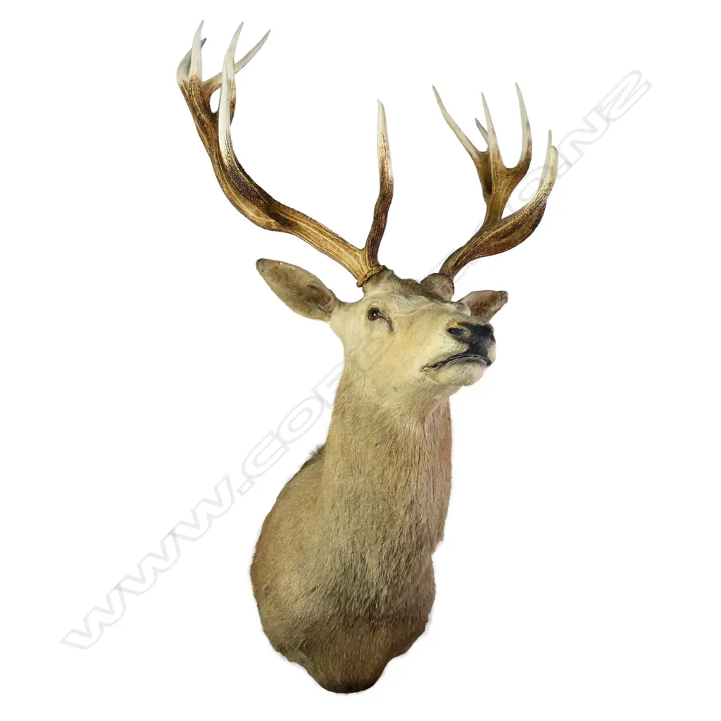 A taxidermy 12 pointer red deer stag head, shoulder mount. W.840mm. Image 1++