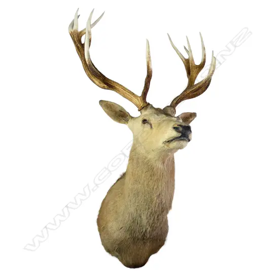 A taxidermy 12 pointer red deer stag head, shoulder mount. W.840mm.