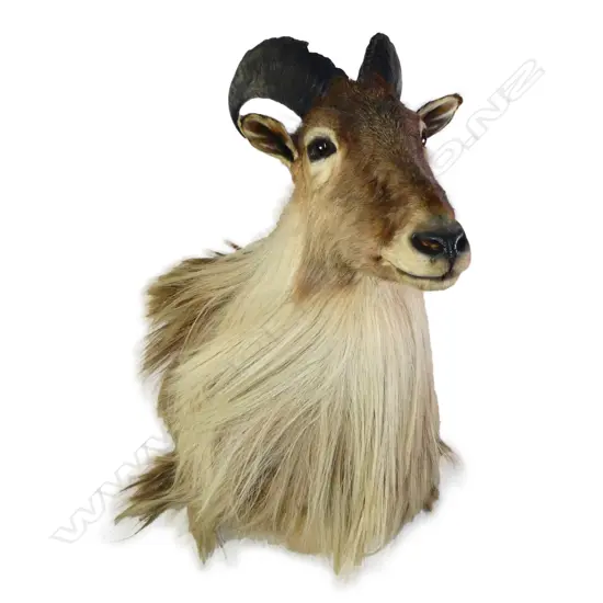 A taxidermy thar head,