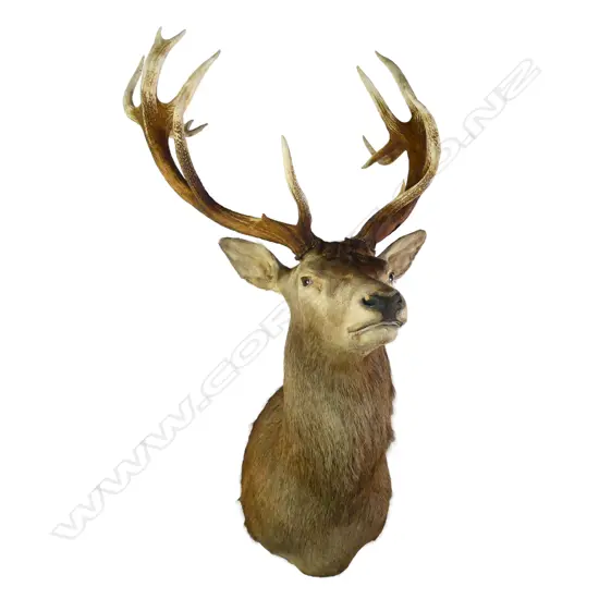 A taxidermy fifteen pointer red deer stag head,