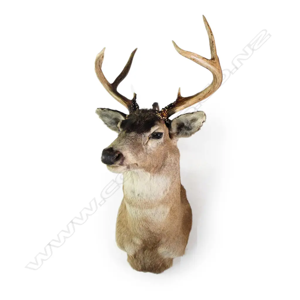 A taxidermy white tail stag deer head, nine points, shoulder mount. W.415mm. H.870mm. Image 1++