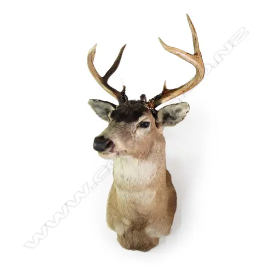 A taxidermy white tail stag deer head, nine points, shoulder mount. W.415mm. H.870mm.