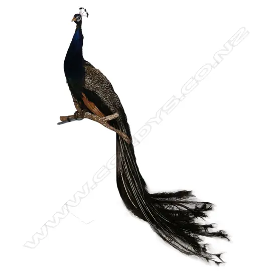 A taxidermy male peacock,