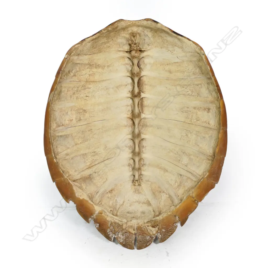 An impressive, large turtle shell, Image 1++
