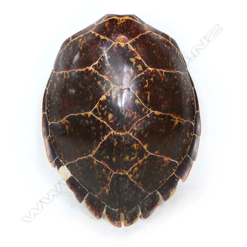 An impressive, large turtle shell, Image 1++