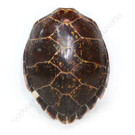 An impressive, large turtle shell,