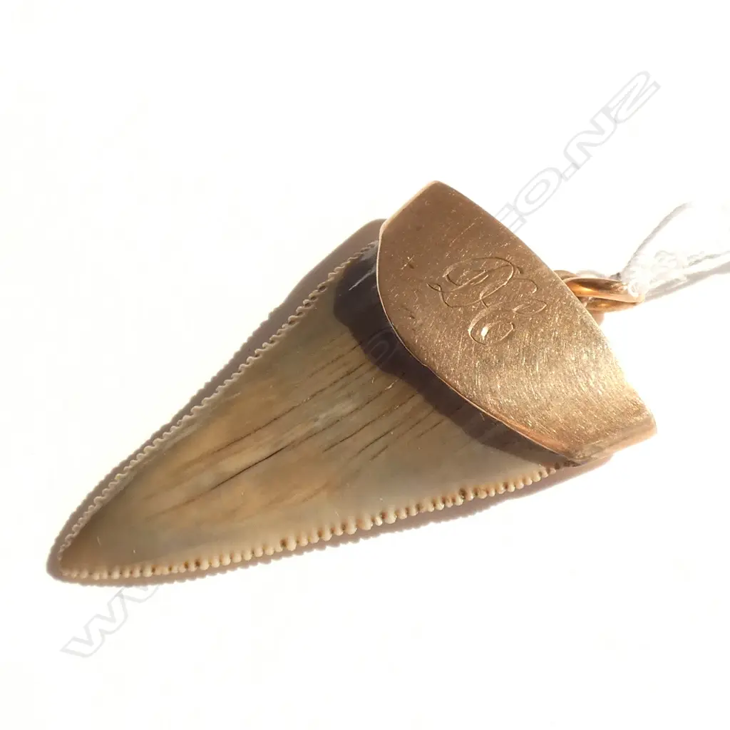 A late 19thC, 9ct rose gold mounted large shark's tooth pendant, Image 1++