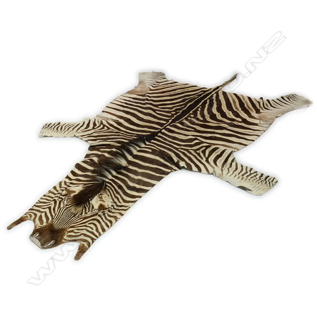 An adult zebra skin, Image 1++