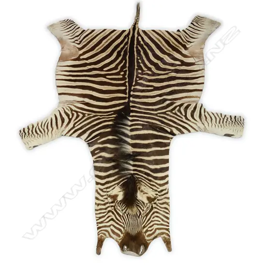 An adult zebra skin,