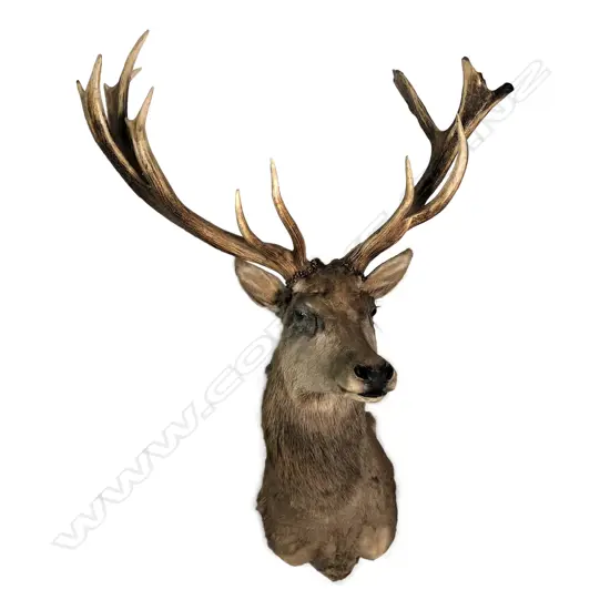 A taxidermy 16-pointer red deer shoulder mount,