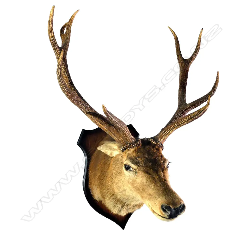 A good red deer stag trophy head, a 'Royal' (even twelve-point antler set), Image 1++