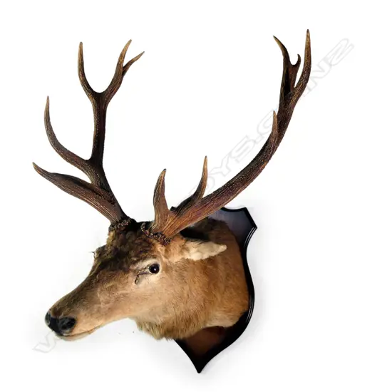 A good red deer stag trophy head, a 'Royal' (even twelve-point antler set),