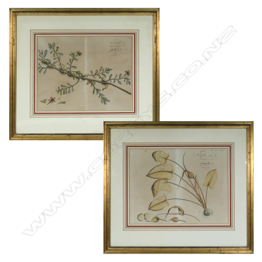 A pair of fine 17thC botanical prints from Hortus Indicus Malabaricus, by Hendrik van Reede tot Draakestein. Image 1++