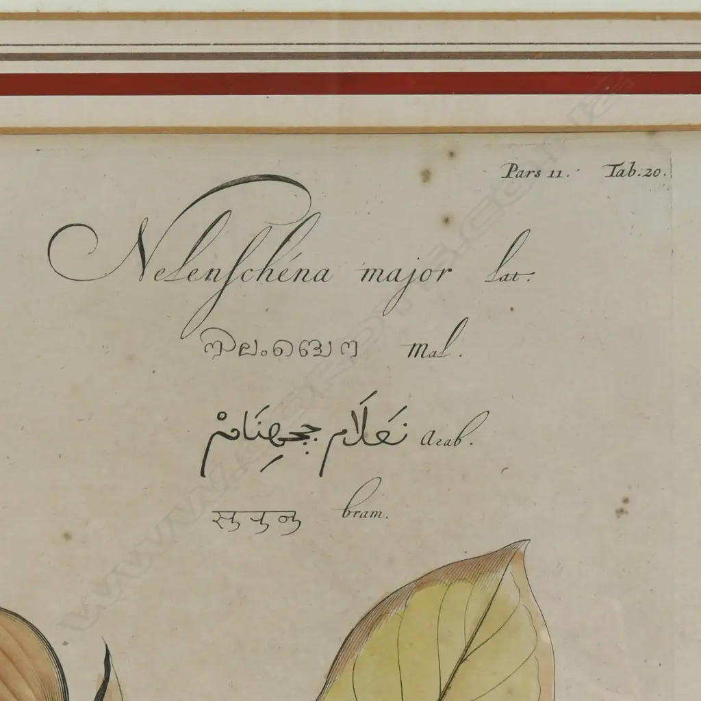 A pair of fine 17thC botanical prints from Hortus Indicus Malabaricus, by Hendrik van Reede tot Draakestein. Image 1++