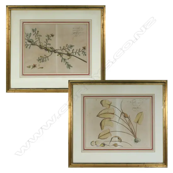 A pair of fine 17thC botanical prints from Hortus Indicus Malabaricus, by Hendrik van Reede tot Draakestein.