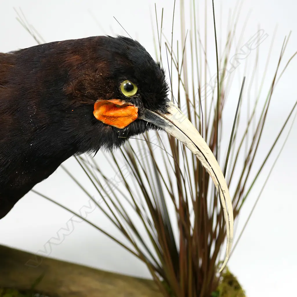 A taxidermied Huia, Image 1++