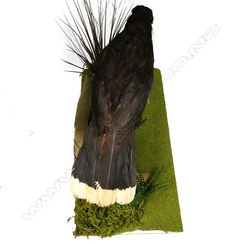A taxidermied Huia, Image 1++