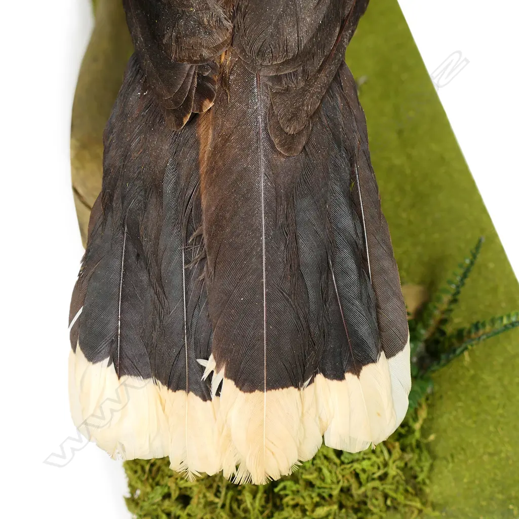 A taxidermied Huia, Image 1++