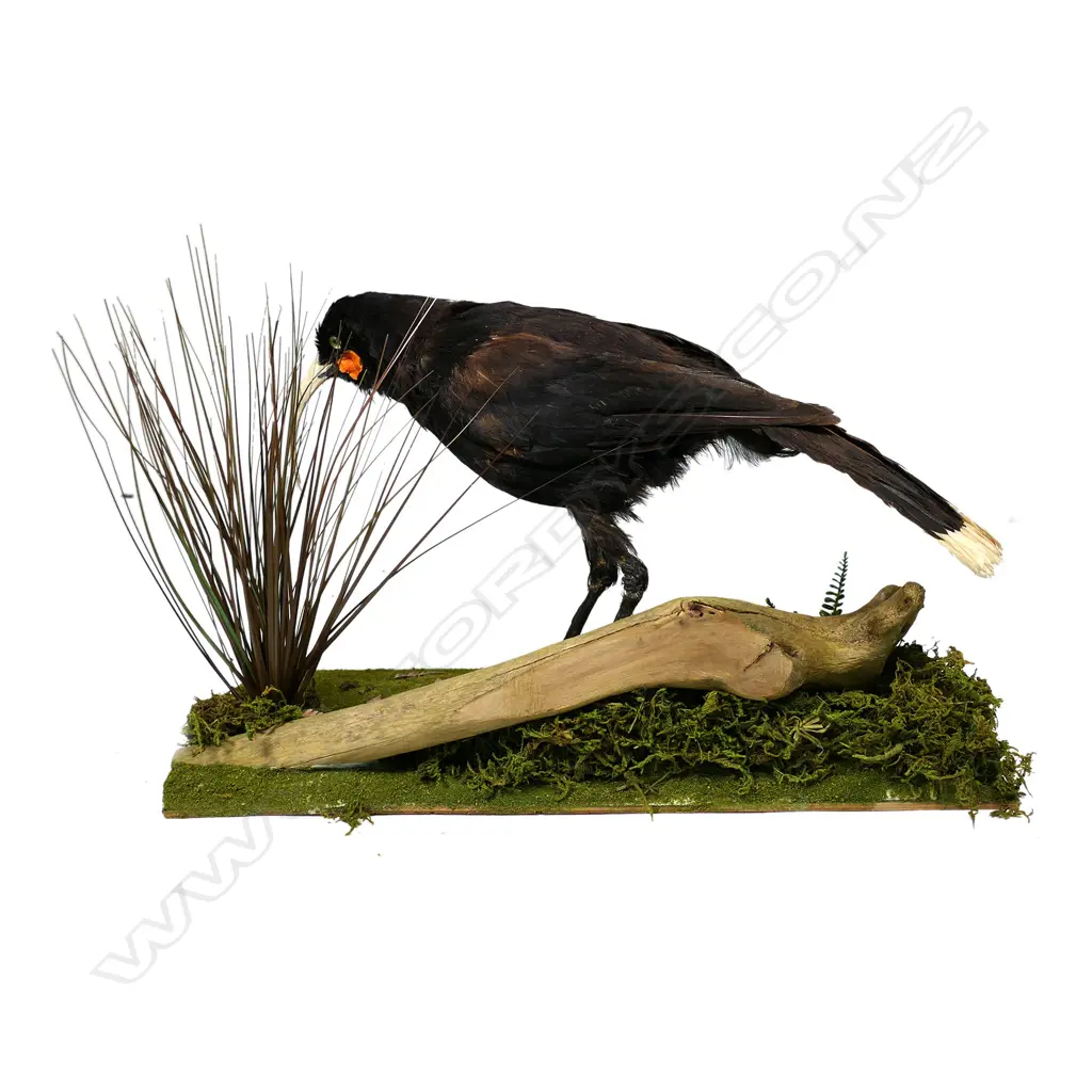 A taxidermied Huia, Image 1++