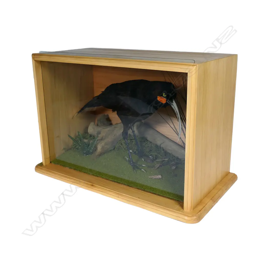 A taxidermied Huia, Image 1++