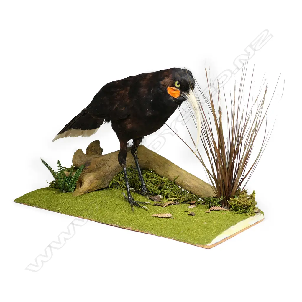 A taxidermied Huia, Image 1++