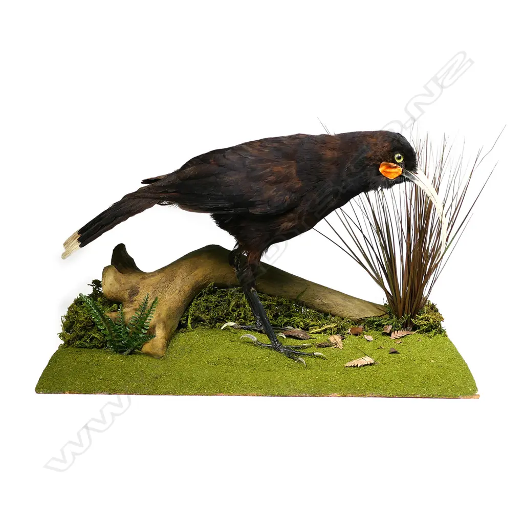 A taxidermied Huia, Image 1++