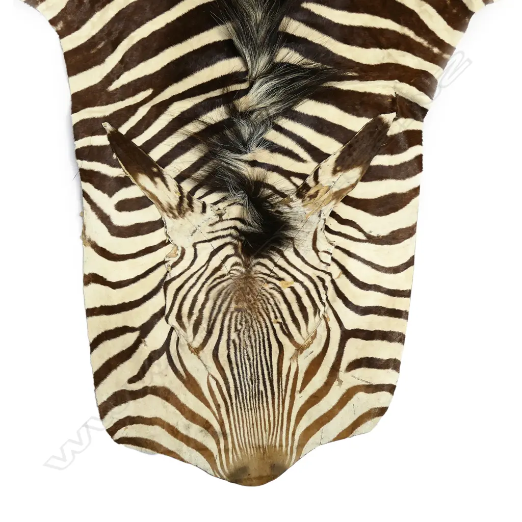 A Burchell's zebra skin floor rug, Image 1++