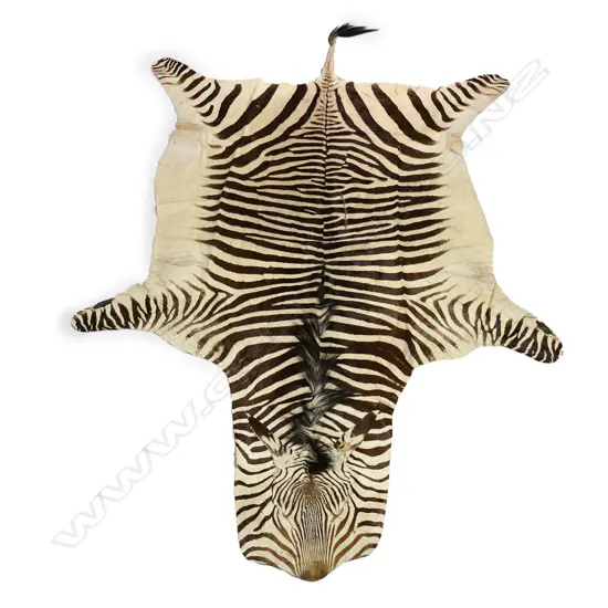 A Burchell's zebra skin floor rug,