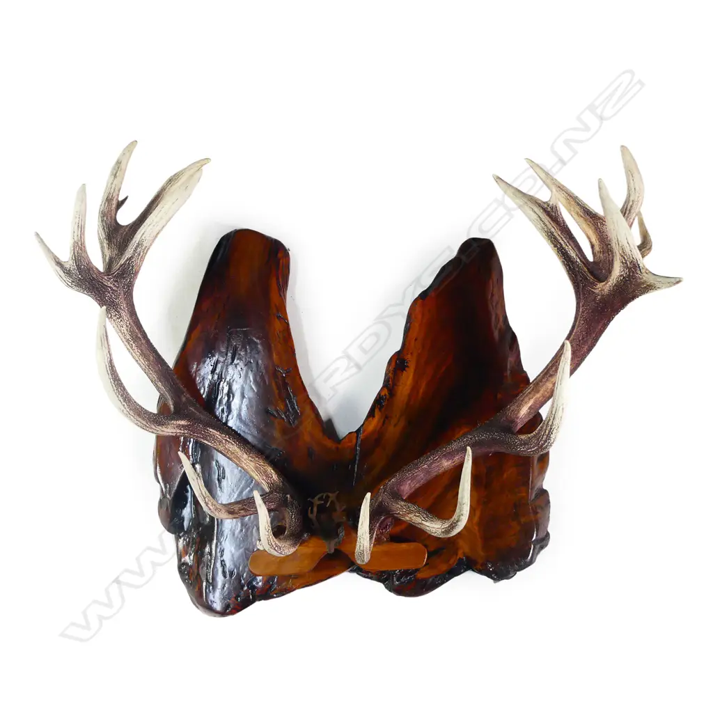 A pair of impressive twenty-three pointer mounted deer antlers Image 1++