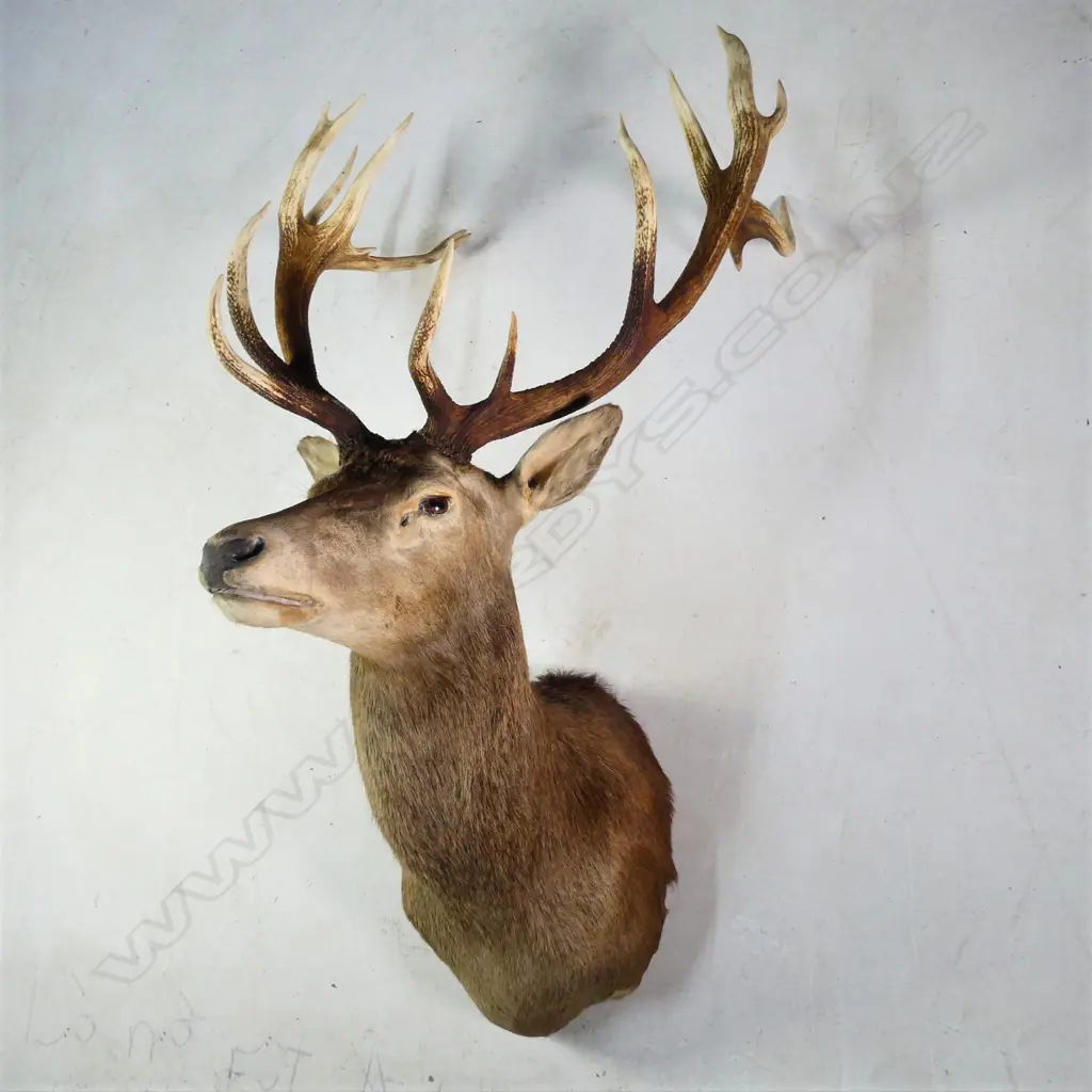 A taxidermy fifteen pointer red deer stag head, Image 1++