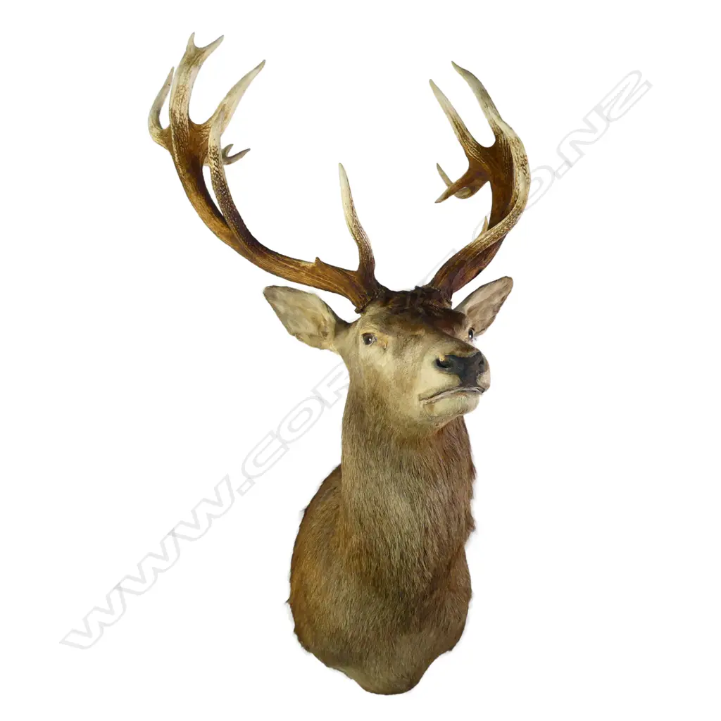 A taxidermy fifteen pointer red deer stag head, Image 1++