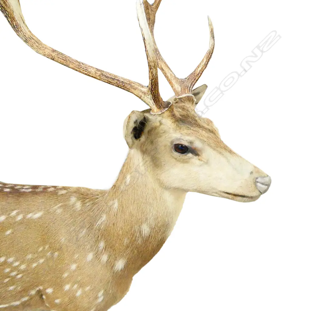 A taxidermy full body mount small stag deer, Image 1++