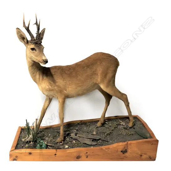 A taxidermied Roe deer