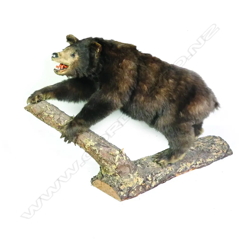 A full taxidermy body mount of a small Asian bear Image 1++