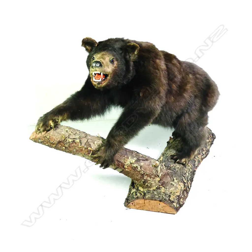 A full taxidermy body mount of a small Asian bear Image 1++