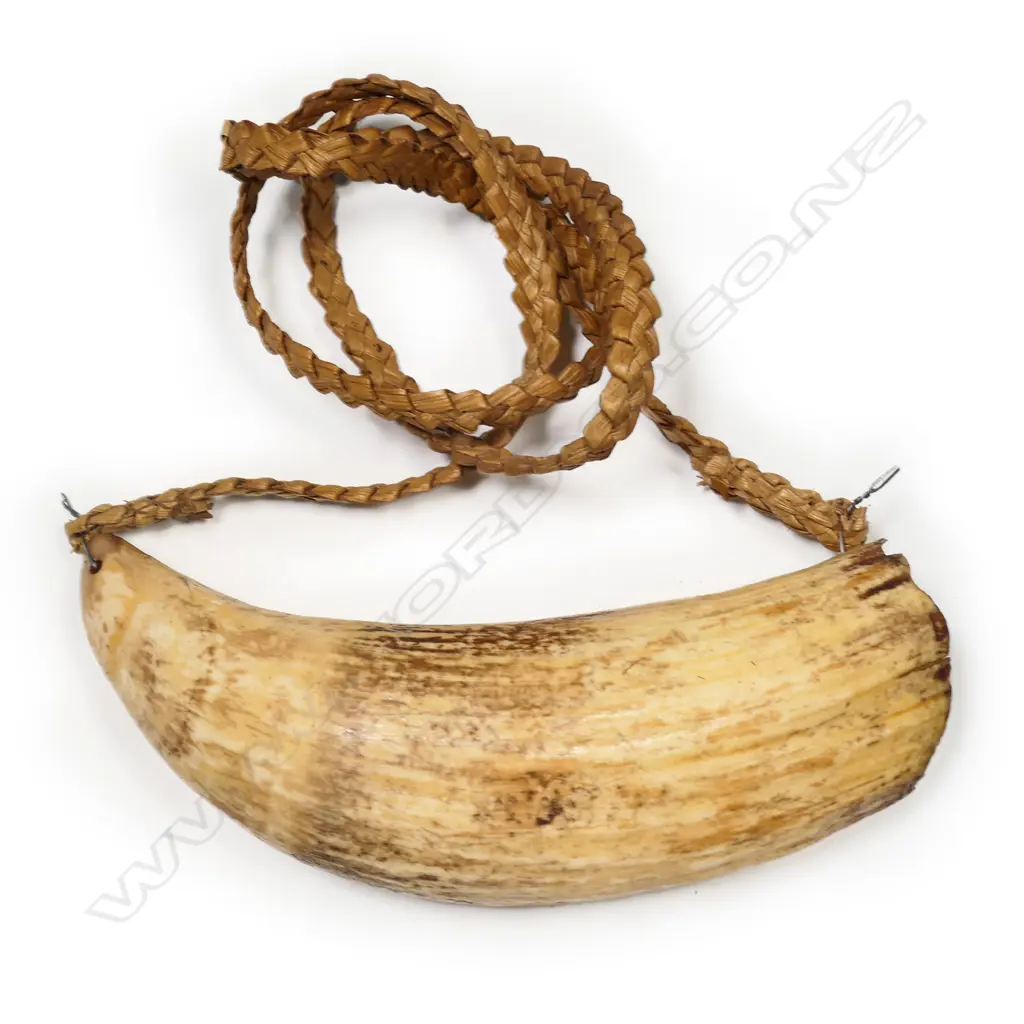 An old Fijian tabua whales’ tooth, Image 1++