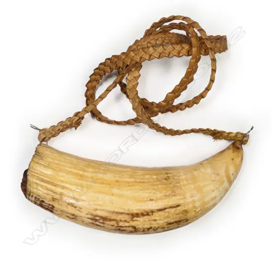 An old Fijian tabua whales’ tooth,