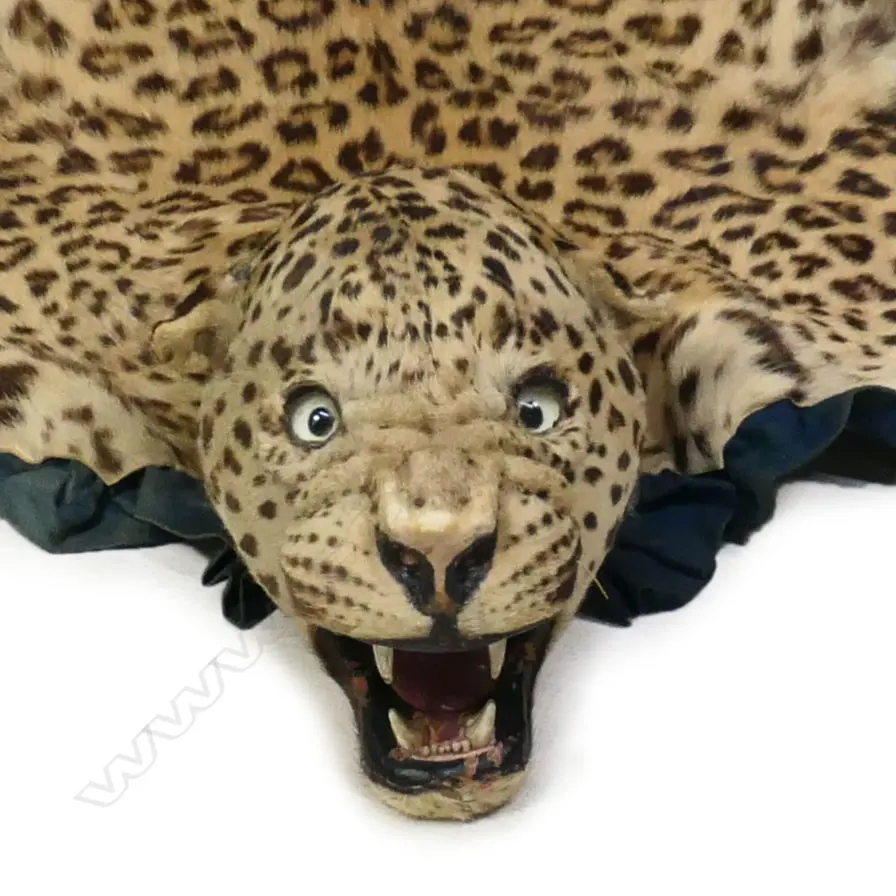 A leopard skin rug, Image 1++