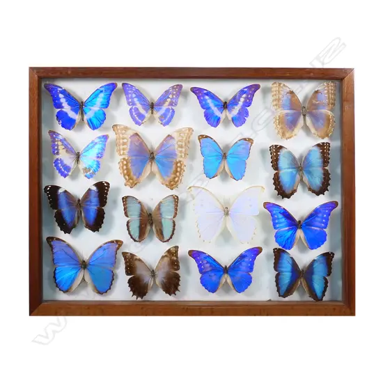 A framed cased display of fifteen morpho blue Cypres and other butterflies, striking iridescent blue tones to many. 450 x 600mm.