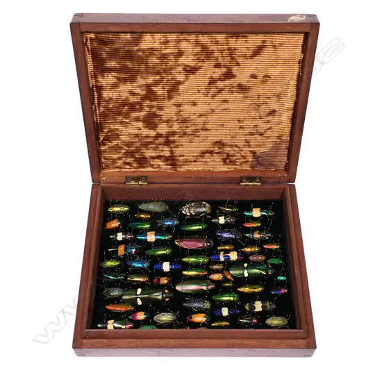 A collection of sixty iridescent jewel beetles,