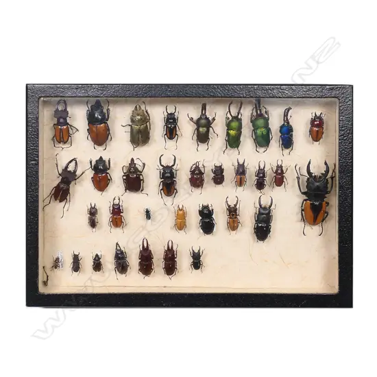 A display case of thirty-three stag beetles,