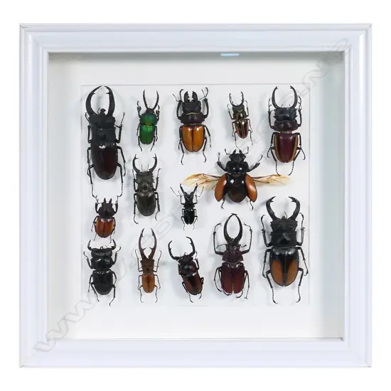A display frame of fourteen large stag beetles,